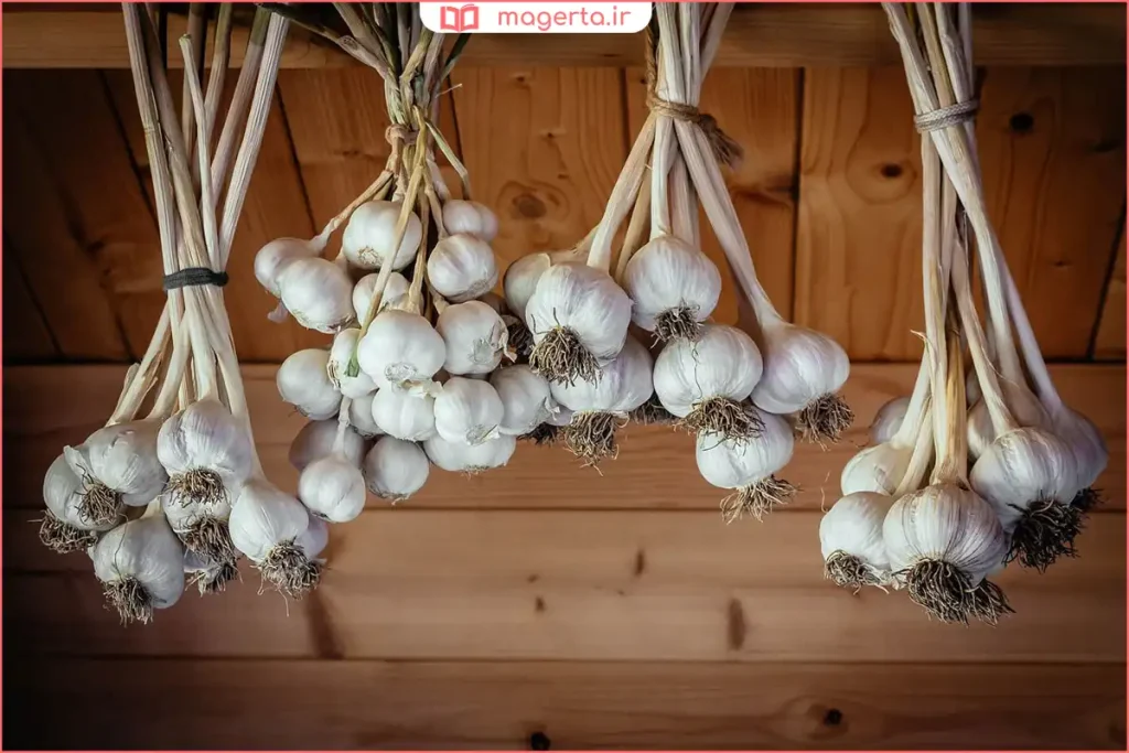 نگهداری سیر تازه در محیط خشک و خنک داخل خانه