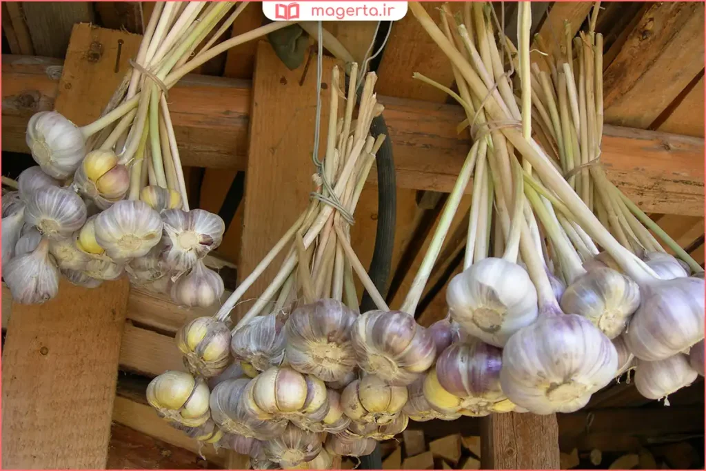 قرار دادن سیر تازه دور از رطوبت و نور مستقیم