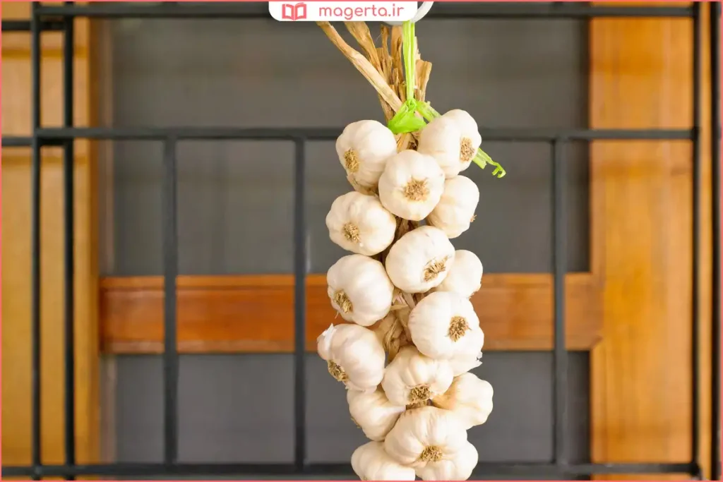 چیدمان سیر تازه برای جلوگیری از جوانهزدن و فساد