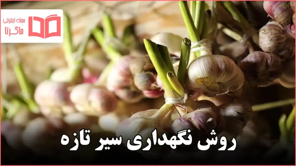 روش نگهداری سیر تازه