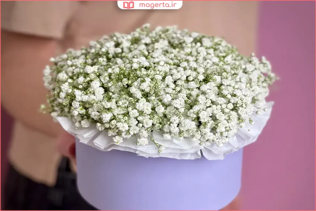 گل ژیپسوفیلا در ترکیب با گل‌های رز برای تزئین