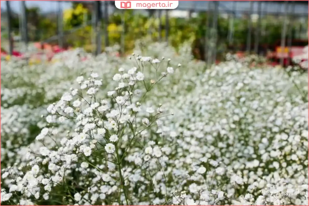 نمای نزدیک از گل‌های کوچک و ظریف ژیپسوفیلا