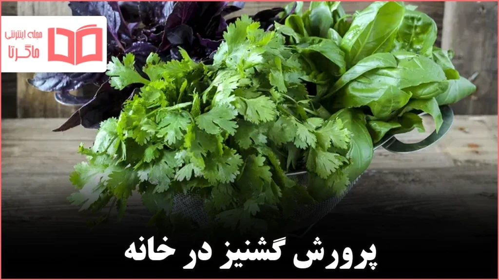چگونه گشنیز را با موفقیت در خانه پرورش دهیم
