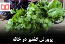 چگونه گشنیز را با موفقیت در خانه پرورش دهیم