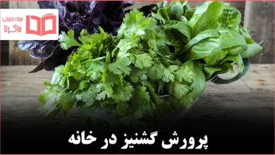 چگونه گشنیز را با موفقیت در خانه پرورش دهیم