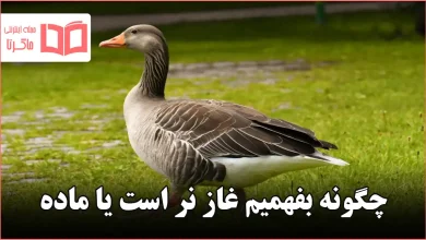 چگونه بفهمیم غاز نر است یا ماده
