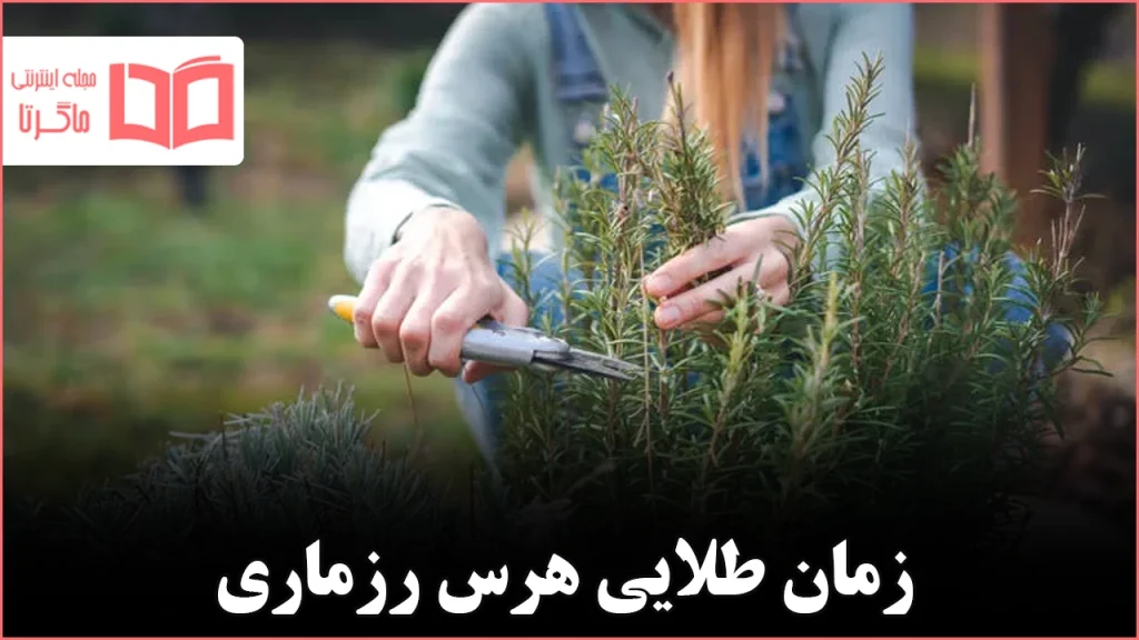 اواخر زمستان بهترین زمان هرس رزماری چوبی