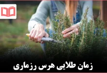 اواخر زمستان بهترین زمان هرس رزماری چوبی