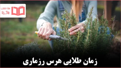 اواخر زمستان بهترین زمان هرس رزماری چوبی