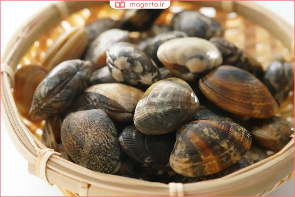 نگهداری صدف زنده در ظرف آب تمیز و خنک