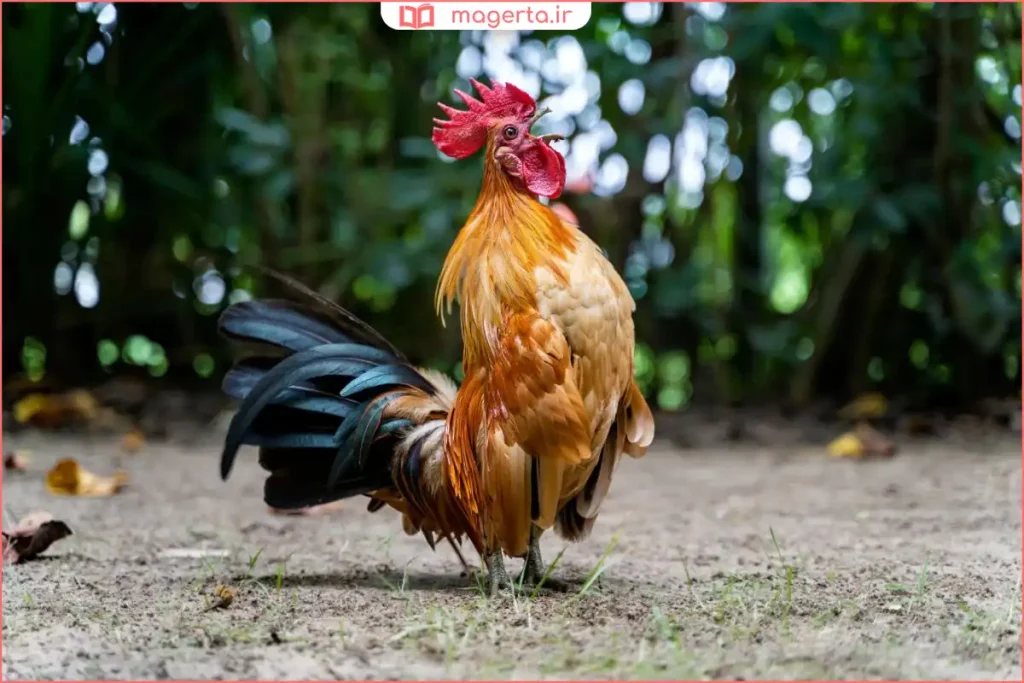 نوشتار کلمه خروس و حذف حرف واو برای تبدیل به خرس