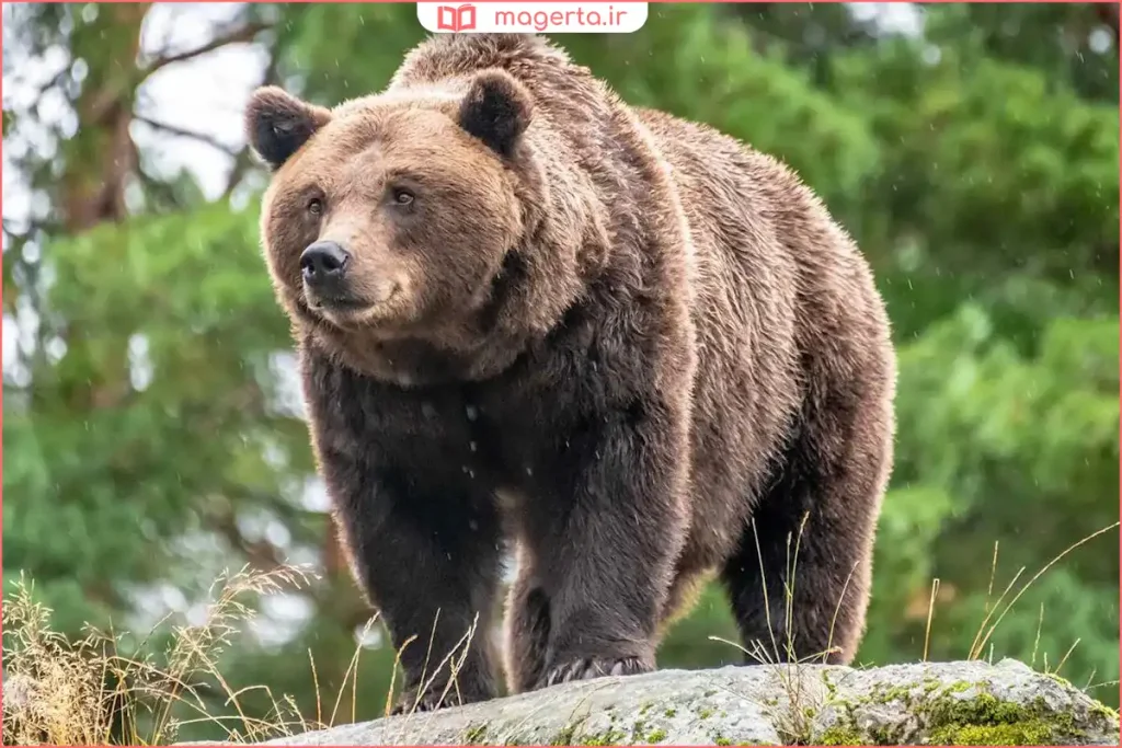 نمایش تفاوت نوشتاری خروس و خرس در زبان فارسی