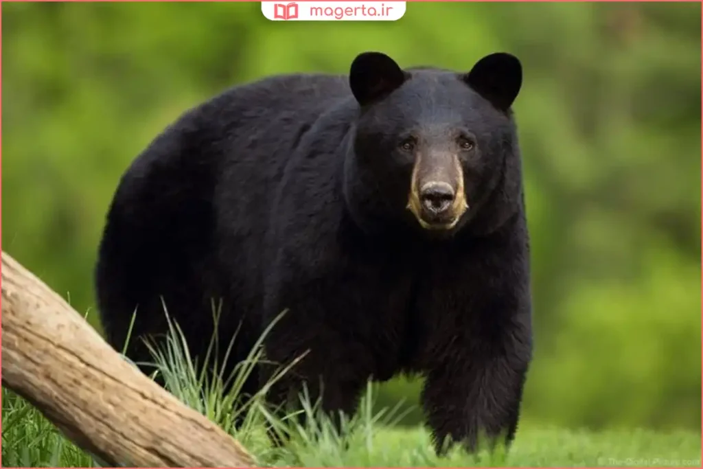 بازی زبانی با حذف واو از کلمه خروس