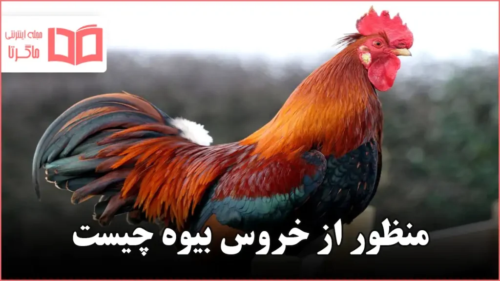 منظور از خروس بیوه چیست