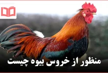 منظور از خروس بیوه چیست