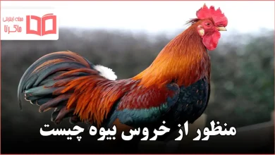 منظور از خروس بیوه چیست
