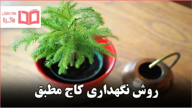 روش نگهداری کاج مطبق