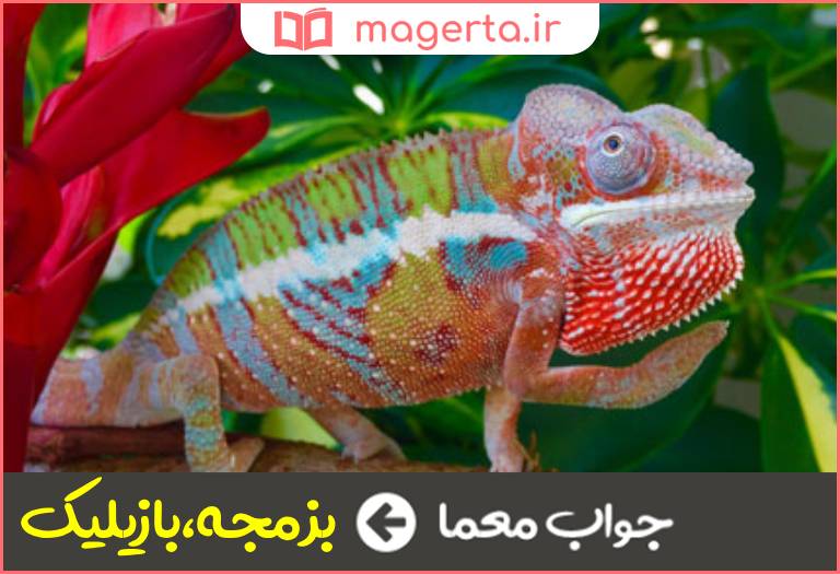 جواب معما سوسمار هفت رنگ در جدول