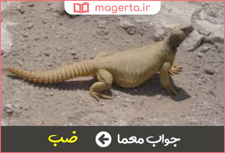 جواب معما سوسمار دو حرفی در جدول