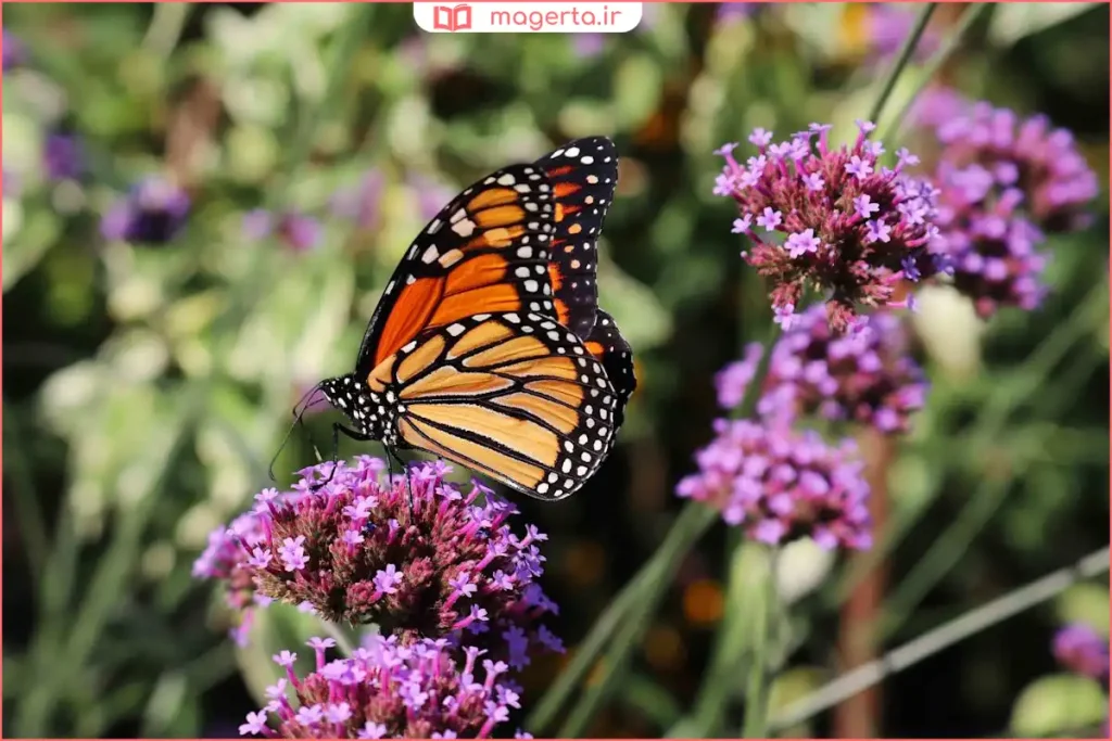 نمایی مفهومی از طبیعت آرام به‌عنوان نماد آفریده‌های ساکت خدا