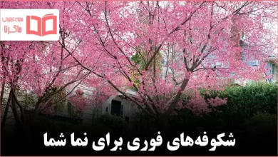 ۱۰ درخت گلدار سریع‌الرشد که فوراً جلوه نمای بیرونی را بهتر می‌کنند