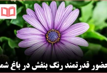 ۱۸ گیاه چندساله بنفش تیره که جلوه‌ای جسورانه به باغ شما می‌بخشند