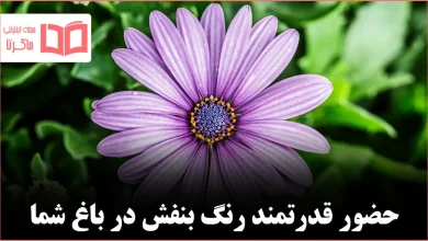۱۸ گیاه چندساله بنفش تیره که جلوه‌ای جسورانه به باغ شما می‌بخشند