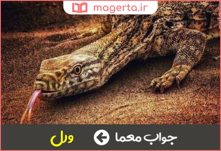 جواب معما خزنده ای شبیه سوسمار در جدول