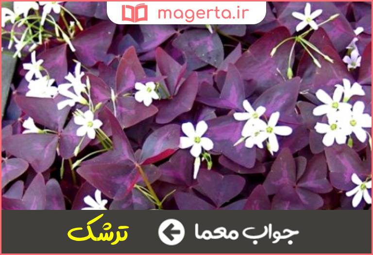 جواب معما گیاهی مانند شبدر در جدول