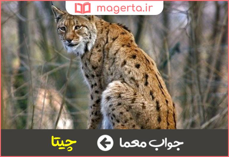 جواب معما جانوری از خانواده گربه سانان در جدول