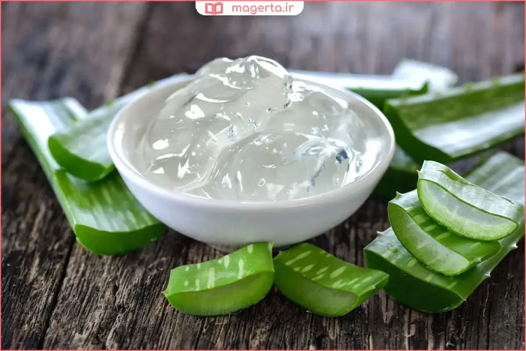 برگ تازه آلوئهورا با ژل شفاف داخل آن