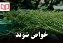 خواص شوید