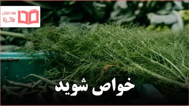 خواص شوید
