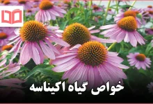 خواص گیاه اکیناسه