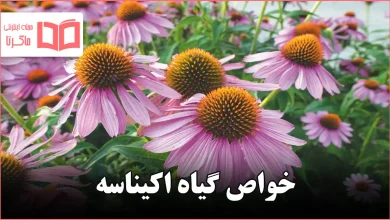 خواص گیاه اکیناسه