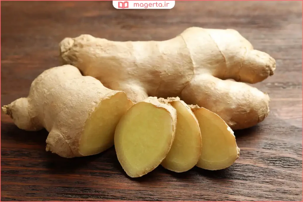 گیاه زنجبیل با ریشه قابل برداشت