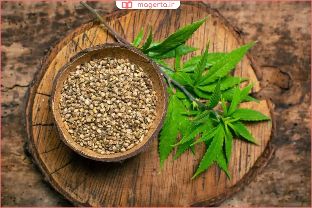 دانههای شاهدانه خام در کاسه چوبی روی میز