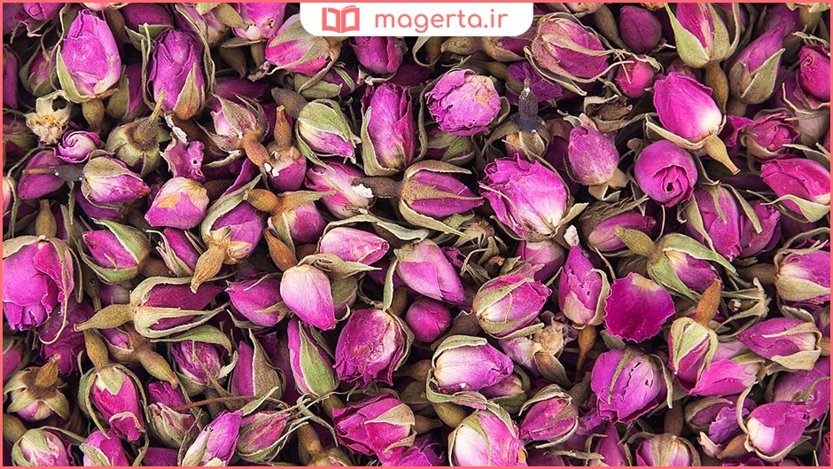 غنچه گل محمدی