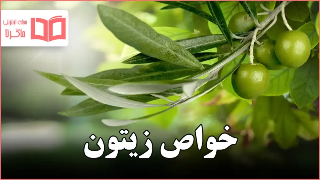 خواص زیتون