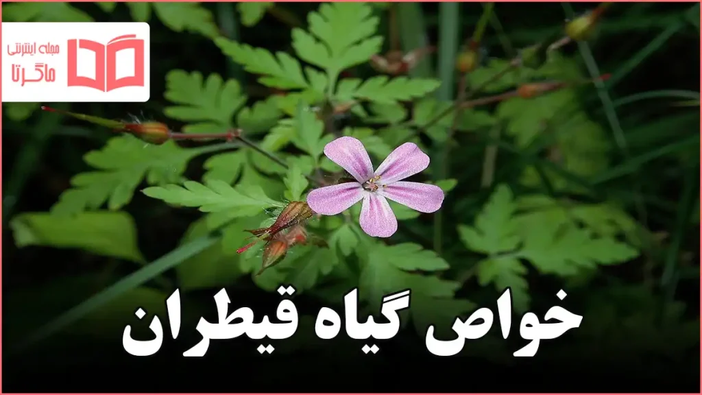 خواص گیاه قیطران