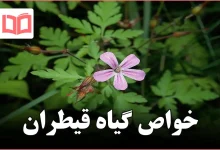خواص گیاه قیطران