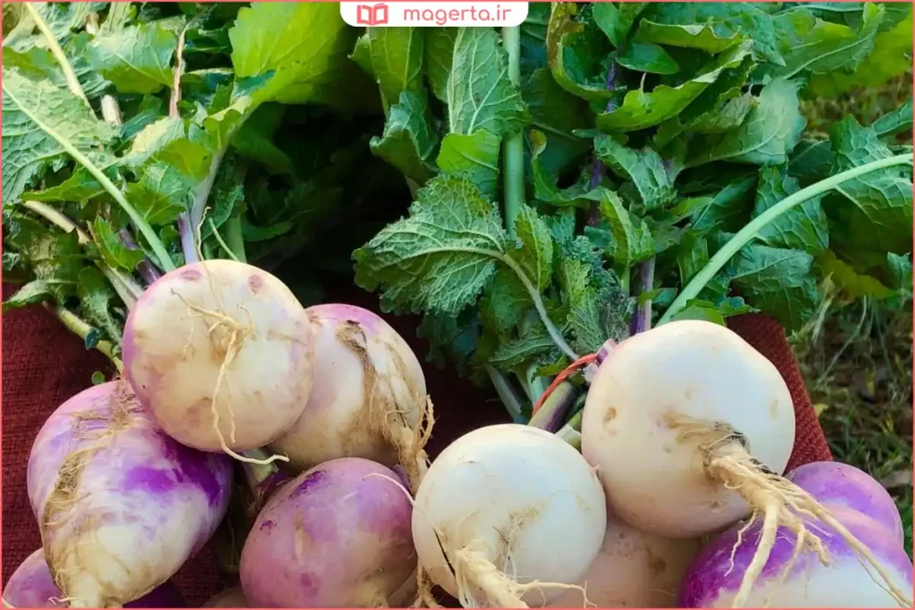 شلغم تازه با برگهای سبز روی سطح چوبی