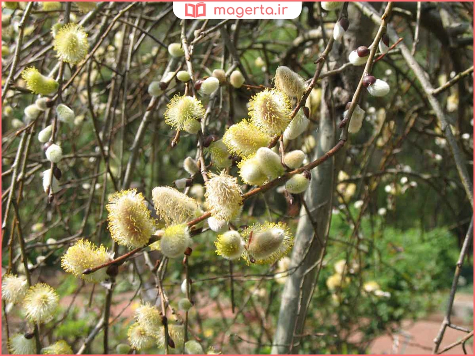 مزایای عرق بیدمشک