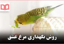 روش نگهداری مرغ عشق