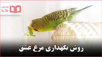 روش نگهداری مرغ عشق