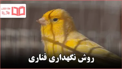 روش نگهداری قناری