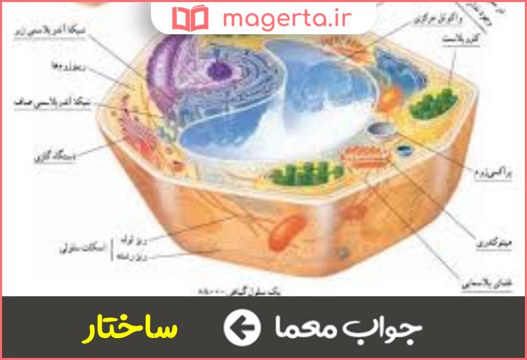 جواب معما اجزای یک جسم در جدول