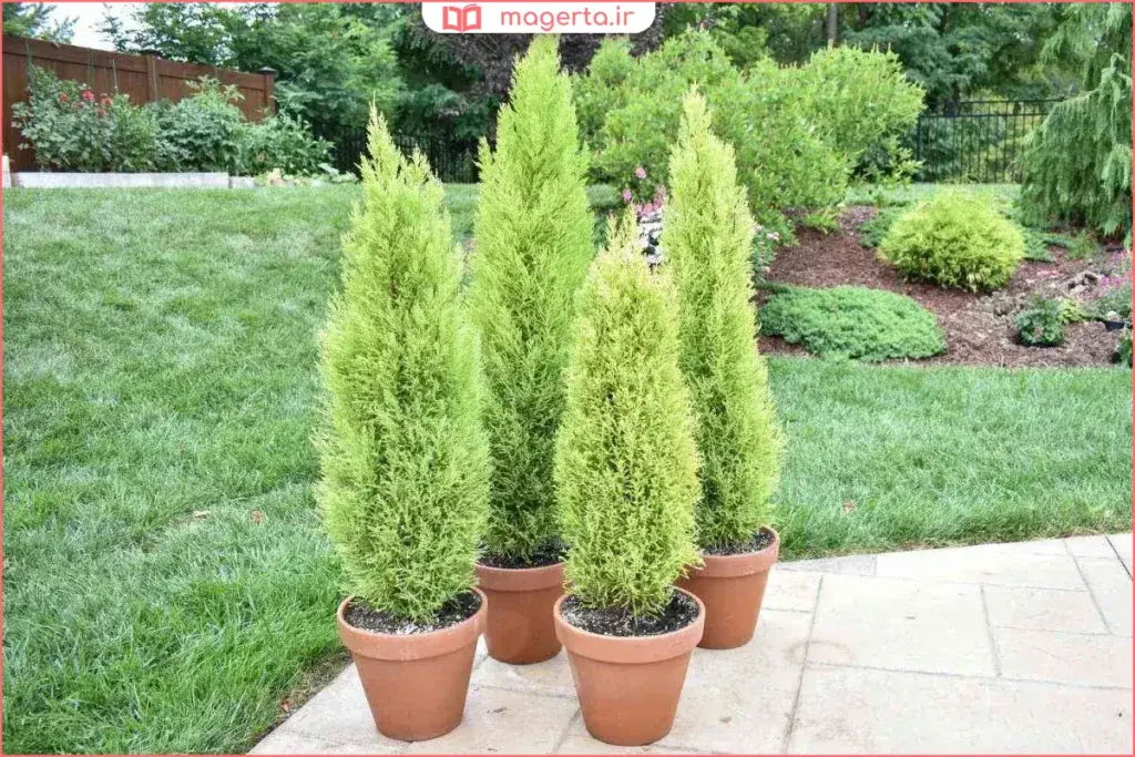 آبیاری درخت صنوبر جوان در باغچه با خاک مرطوب