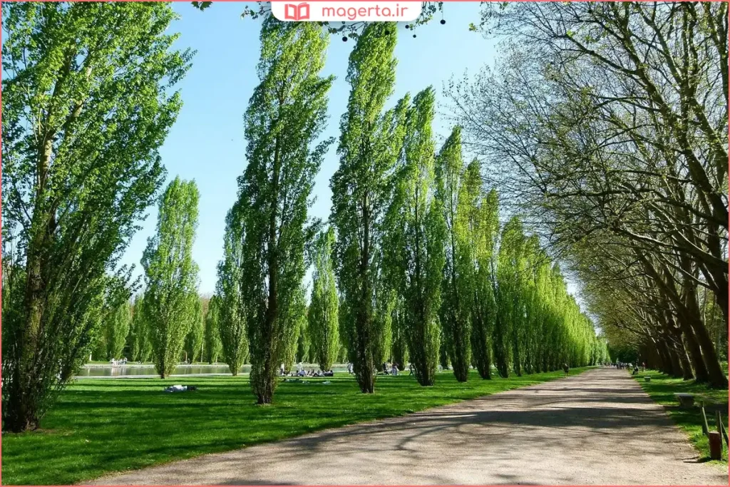 کاشت نهال صنوبر در فضای باز با نور مستقیم خورشید