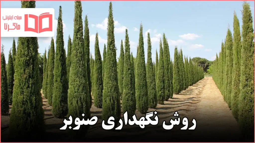 روش نگهداری صنوبر